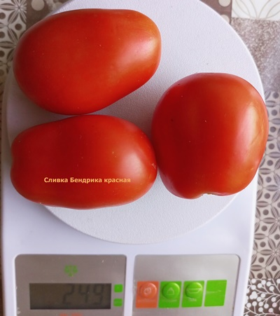 Томат Сливка Бендрика красная