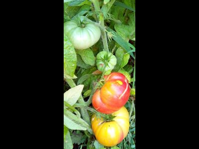 томат Гном Фероковай (Dwarf Wherokowhai)