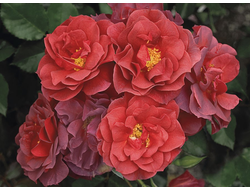 Чинко де Майо (Cinco de Mayo). Tom Carruth.