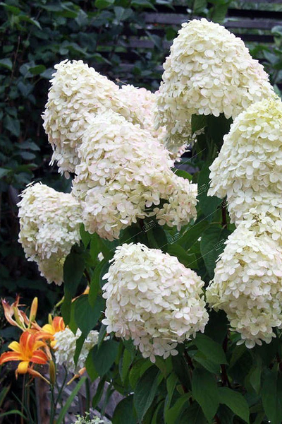 Гортензия метельчатая Phantom