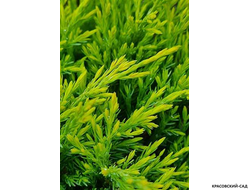 Можжевельник горизонтальный Голден Карпет