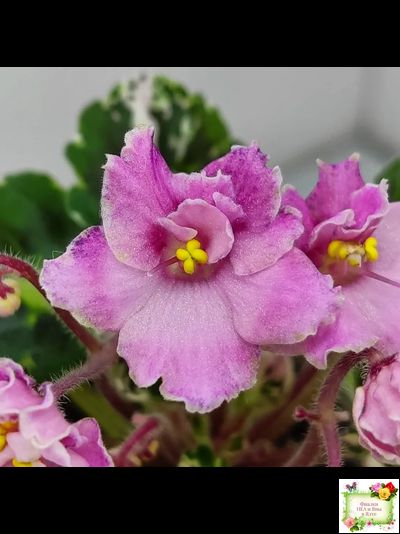 Snuggles Little Girl (S. Sorano) (пестролистный гёрл)