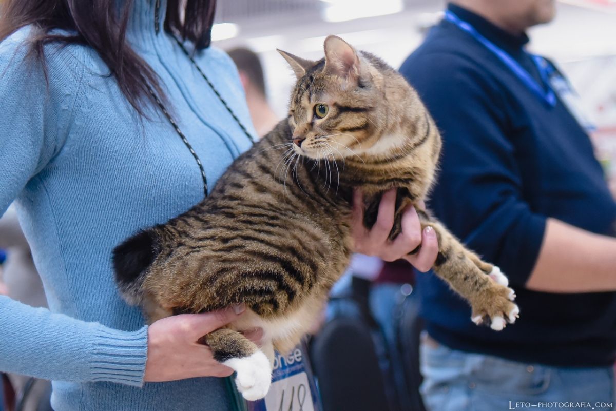 Курильский бобтейл Gardemarin Gattamelata