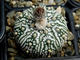 Astrophytum Miracle Kabuto White - 5 семян