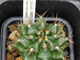Gymnocalycium spec. VoS-37 - 10 семян