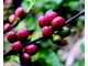 Кофе арабика (Coffea Arabica) Organic (нераф) 10 мл - масло базовое