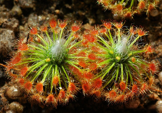 Геммы Drosera Sargentii