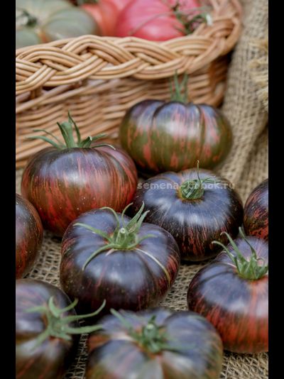 Томат Marsha's Starfighter Beefsteak (Бифштекс Марши), 10 шт