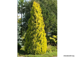Туя Голден Брабант одна - Красовский-Сад.рф