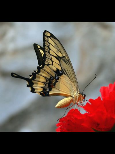 Салют из 10 тропических бабочек . Микс !