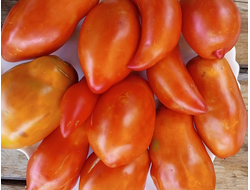 Томат Аббаттиста паста (Abbattista paste)