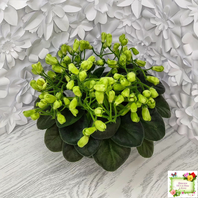 Emerald Bell (О.Барышева) 2016