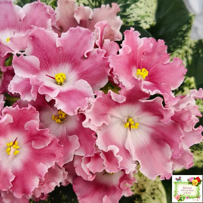 НД-Морковка (Н. Данилова-Суворова) 2021 г. (лист посажен 26.02.26)