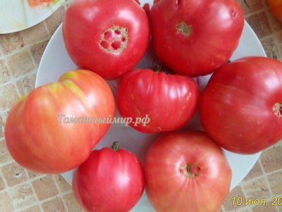 Томат Настоящий Бельмонте из Калабрии (Belmonte vero Calabro, Italy)