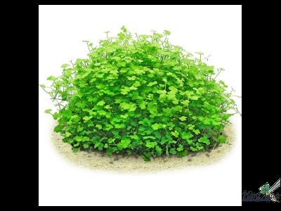 Гидрокотила Трипартита