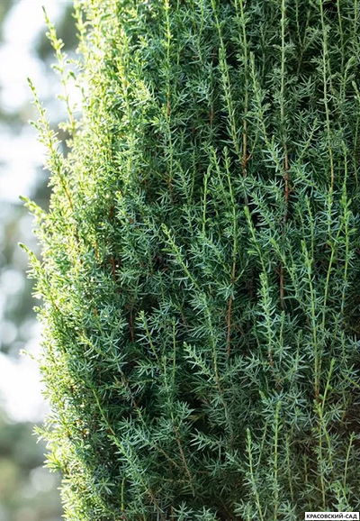Можжевельник обыкновенный Суецика