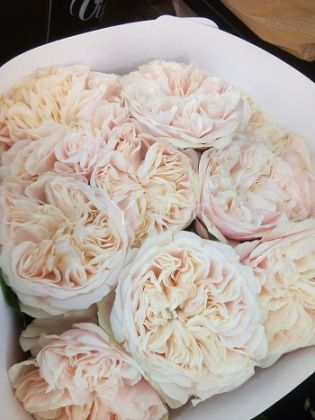 Викториан Веддинг (Victorian Wedding) роза