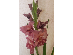 05) Якутск-1 (3раз)