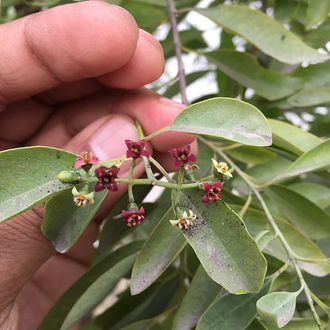 Сандал белый (Santalum album) 1 г - 100% натуральное эфирное масло