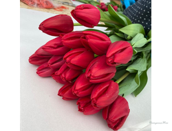 Тюльпан Curry