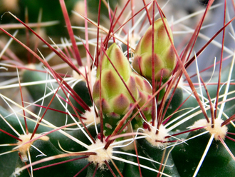 Hamatocactus hamatocanthus - 10 семян