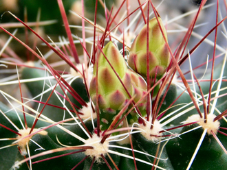 Hamatocactus hamatocanthus - 5 семян