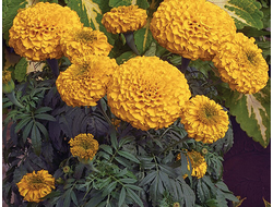 Бархатцы прямостоячие Perfection Gold, p11