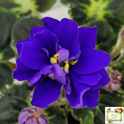 Р-Голубика (В. Зуб) 2023 г.