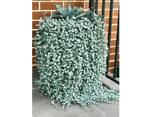 Дихондра ампельная – купить рассаду в интернет-магазине «Цветы у Генриха»