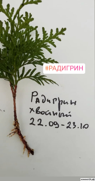 Радигрин Желтый