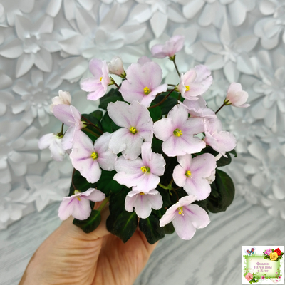 LV-Есть Время (Л. Шевелева) 2025 г. трейлер (пасынок посажен 20.01.26)