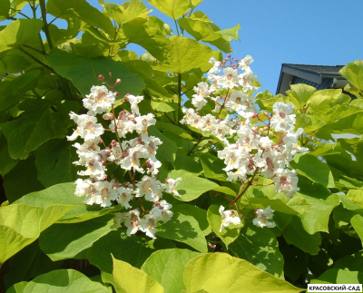 Катальпа бигнониевидная