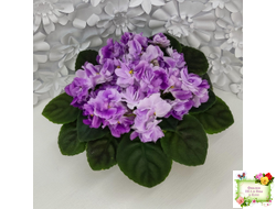 АВ-Черное Море (Фиалковод) 2017 г.