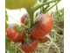 Томат Сибирский тигр (Siberian Tiger)