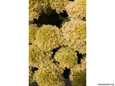 Гортензия Мэджикал Кэндл - Magical Candle