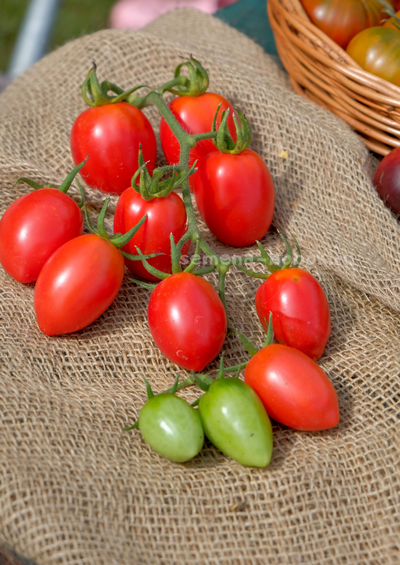 Томат Алма-Атинский Красный Тюльпан, 10 шт.