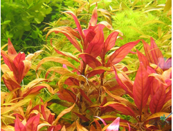 Альтернантера Лилацина (пучок)