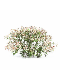 кусты Абелия abelia