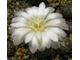Gymnocalycium bruchii ssp.melojeri VG-272 (D=18-20мм)
