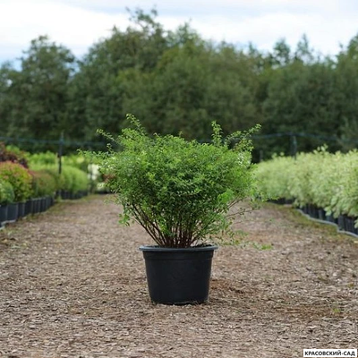 Спирея ниппонская Халвард Сильвер - Halward`s Silver