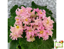 АВ-Златые Горы (Фиалковод) 2021 г.