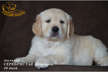 УЖЕ в НОВОМ ДОМЕ = мальчик СЕРЕБРИСТАЯ ленточка. На фото 39 дней. ДР 28.01.20г