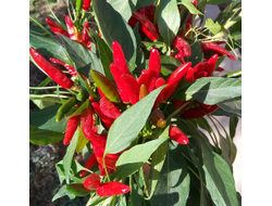 Перец острый Кайенский красный