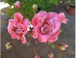 Пеларгония ЮВ_Карфаген