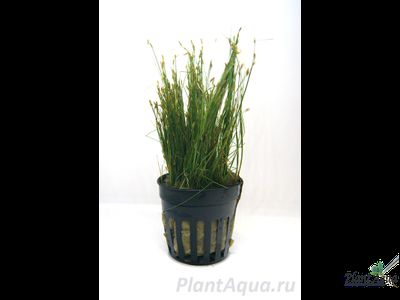 Элеохарис парвула (пластиковый горшок)