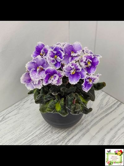 Н-Тет-а-Тет (Н. Бердникова) 2019 г. (лист укоренённый с деткой)