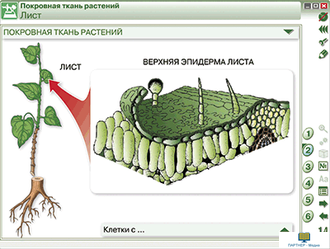 Наглядная биология. Химия клетки. Вещества, клетки и ткани растений, 9, 10 кл.