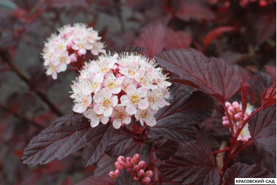 Пузыреплодник калинолистный Дьябло д'Ор