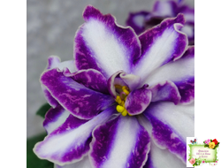 ЮШ-Надюша (Ю.Шаховцева) химера