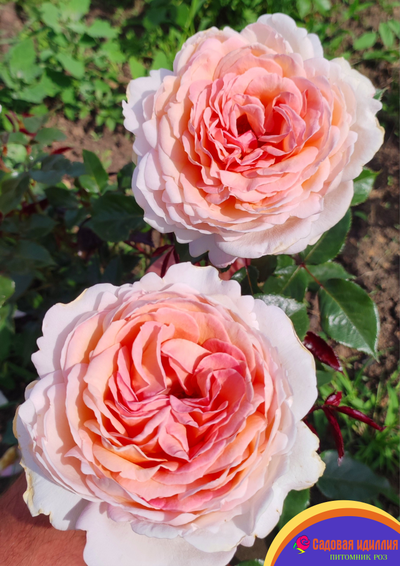 Гроссгерцогиня Луиза (Grossherzogin Luise)